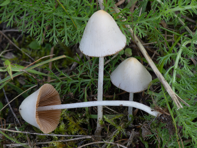 Conocybe albipes